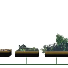 Co to jest sukcesja w biologii? Zrozumienie kluczowych procesów i rodzajów
