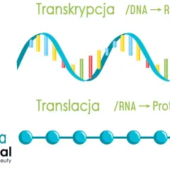 Co to jest transkrypcja w biologii i dlaczego jest tak ważna?