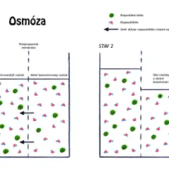 Co to jest osmoza w biologii? Prosty wyjaśnienie i praktyczne przykłady