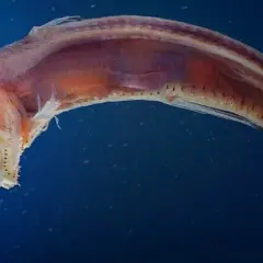 Ile oceanu jest odkryte? Zaskakujące fakty o głębinach oceanicznych