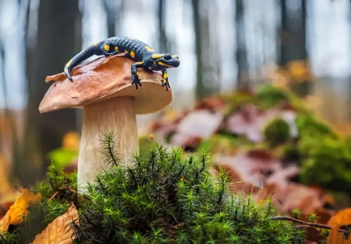 Po jakich studiach można uczyć biologii? Odkryj nieznane ścieżki kariery