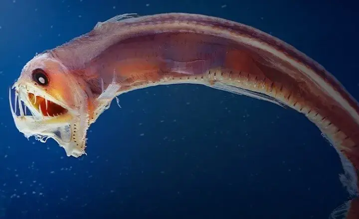Ile oceanu jest odkryte? Zaskakujące fakty o głębinach oceanicznych
