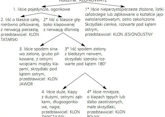 Biologia co to jest: Klucz do zrozumienia życia i organizmów