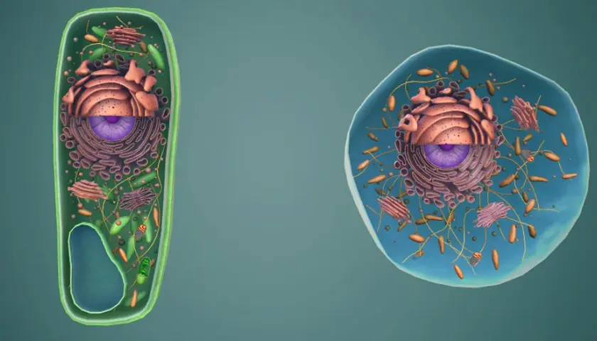 Co to jest komórka w biologii? Kluczowe funkcje i rodzaje komórek