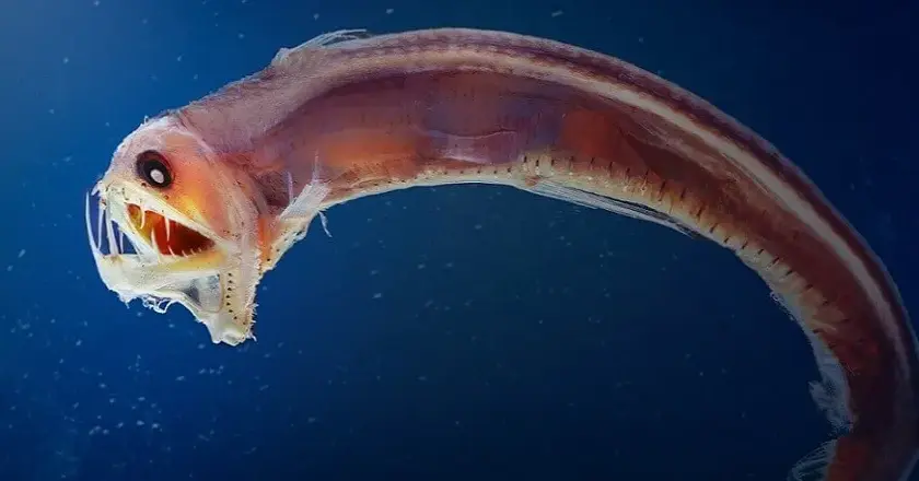 Ile oceanu jest odkryte? Zaskakujące fakty o głębinach oceanicznych