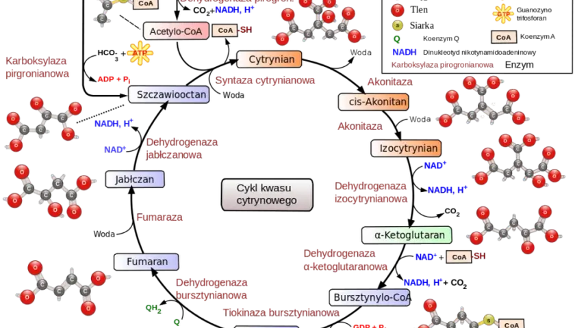 Co to jest metabolizm w biologii i dlaczego jest tak ważny?