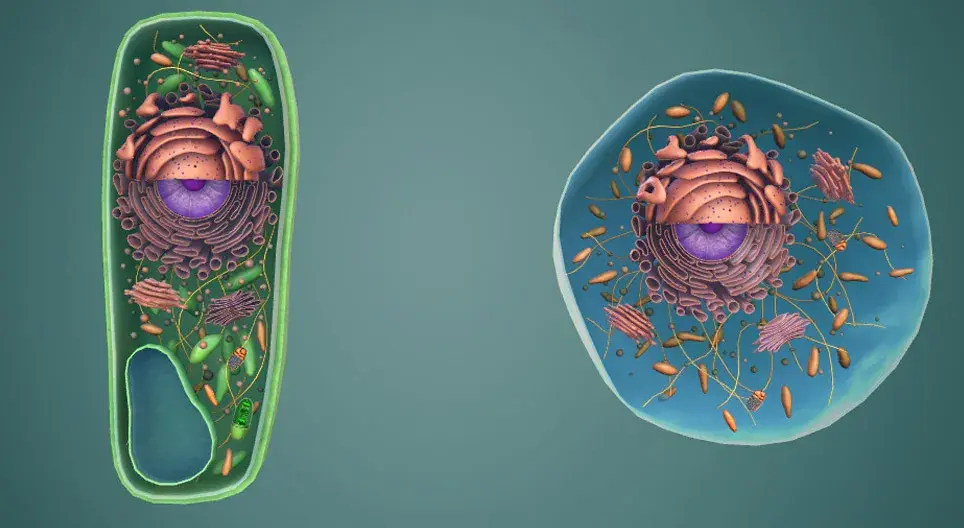 Co to jest komórka w biologii? Kluczowe funkcje i rodzaje komórek