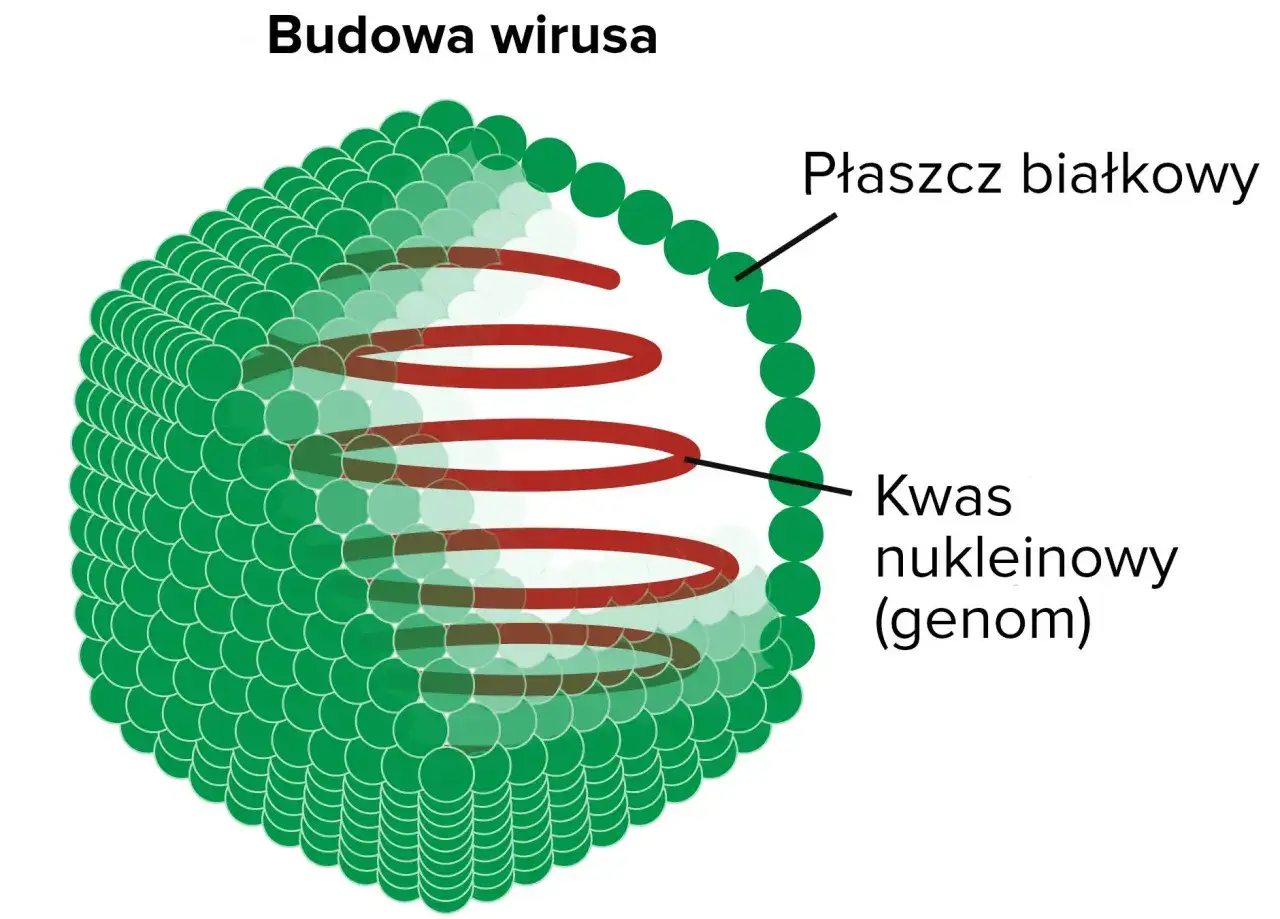 Zdjęcie Biologia co to jest: Klucz do zrozumienia życia i organizmów